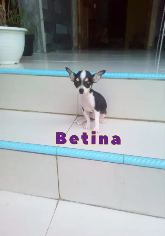 Anakan Chihuahua cantik