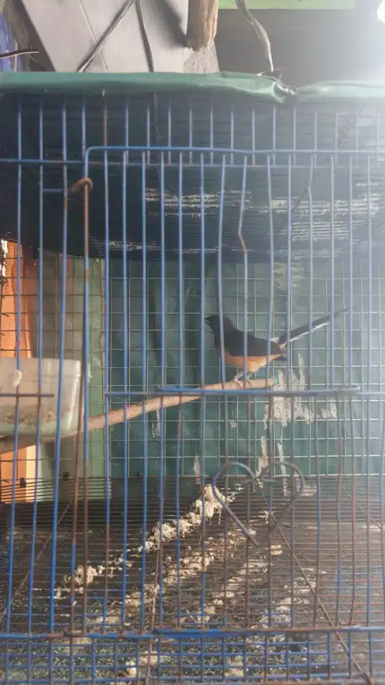 Murai betina deker ,burung mapan