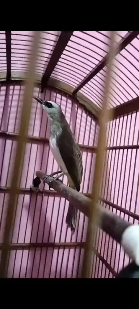 Jual burung trucuk ropel garuda