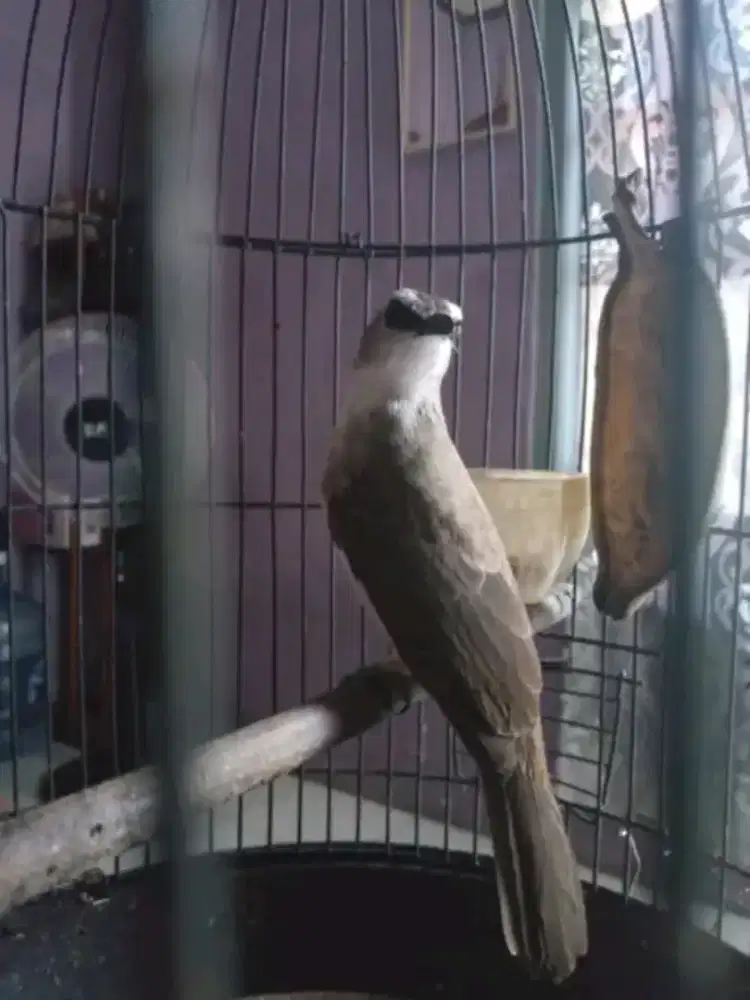 Jual burung trucuk ropel garuda