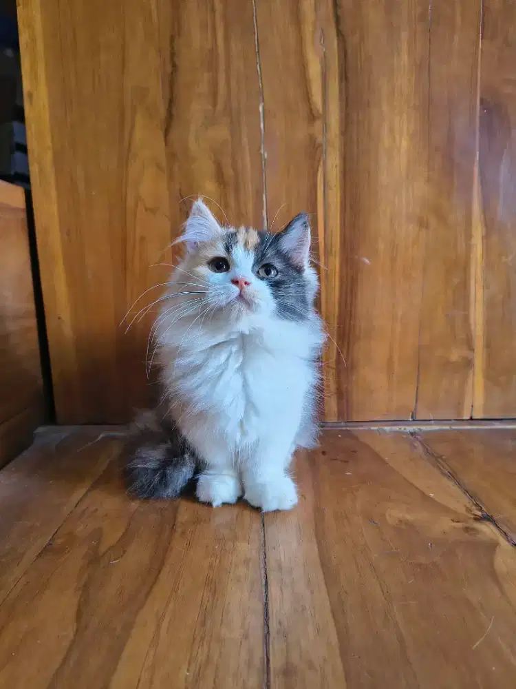 Lepas adop, kucing munchkin long hair, betina 2,5 bulan