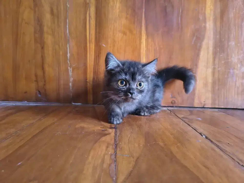 Lepas adop, kucing munchkin short hair, jantan 2,5 bulan