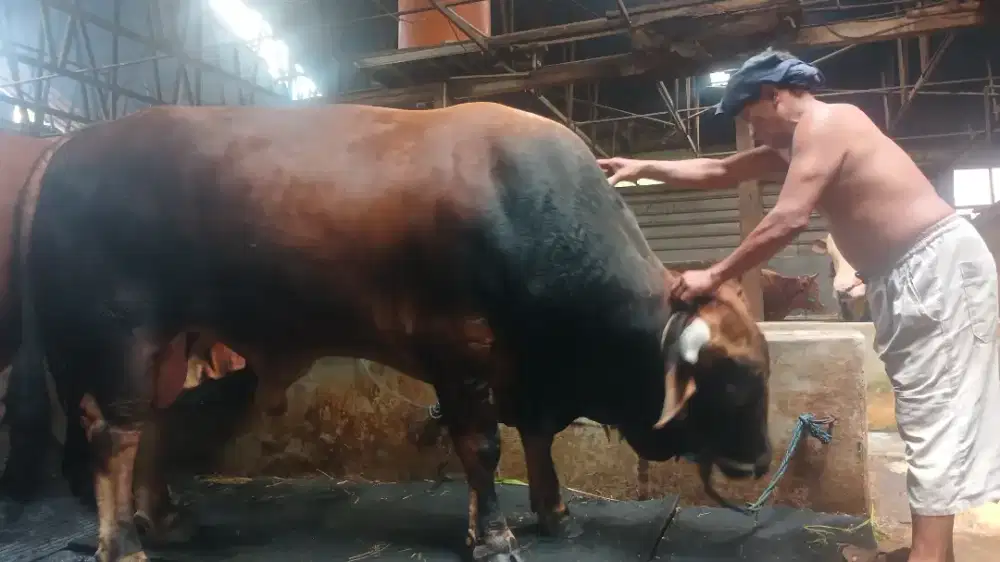 Menjual hewan qurban 2026