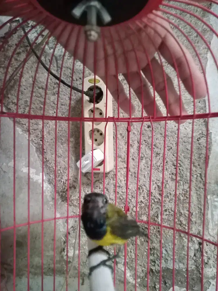 Burung penghisap madu