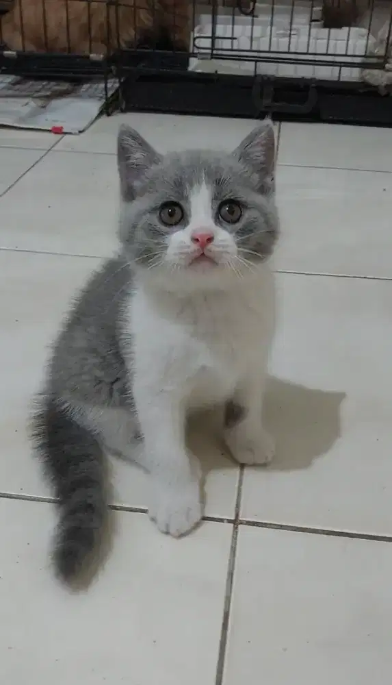 Kitten british shorthair kucing bsh british shorthair cat bicolor blue