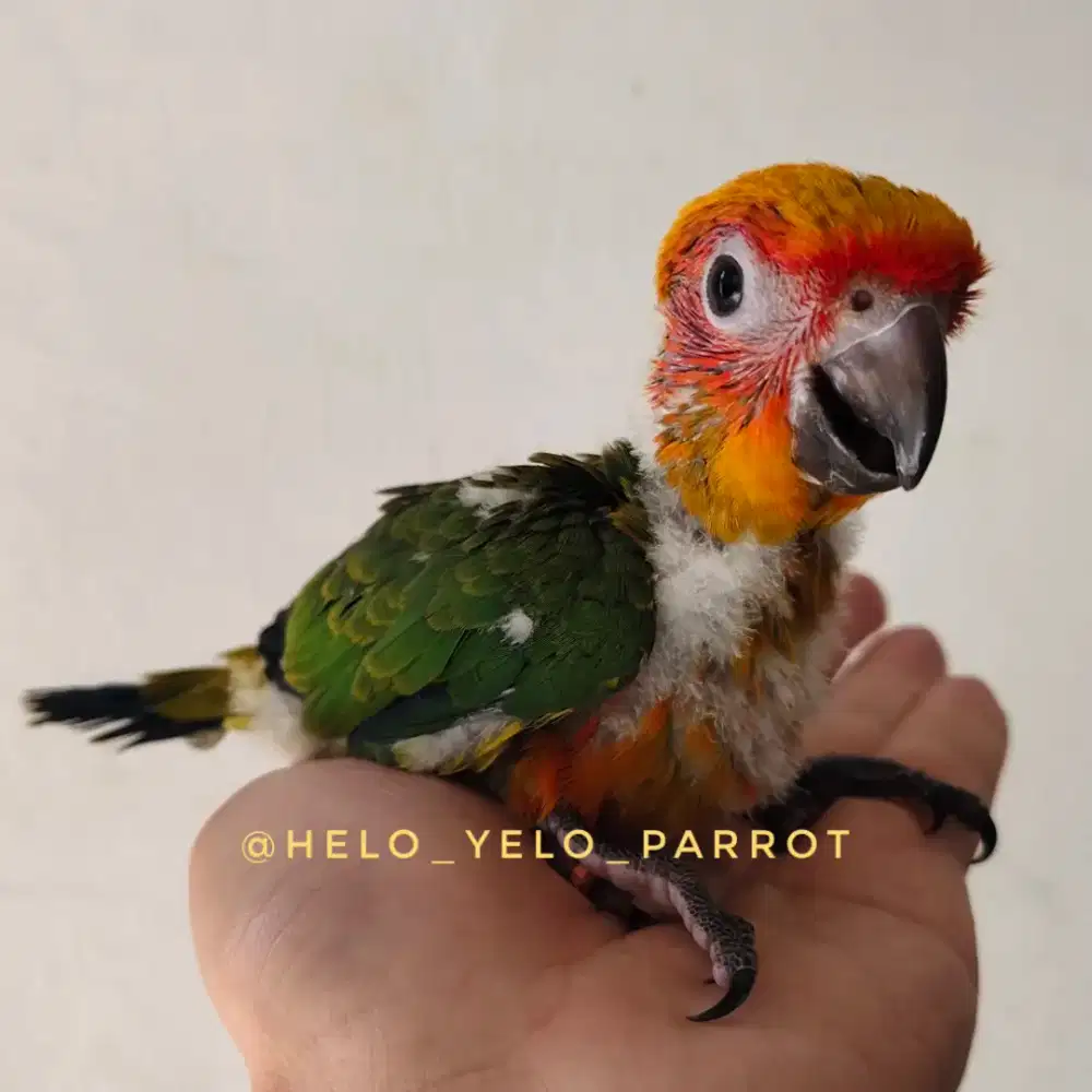 Baby Sun Conure / sunconure Lolohan