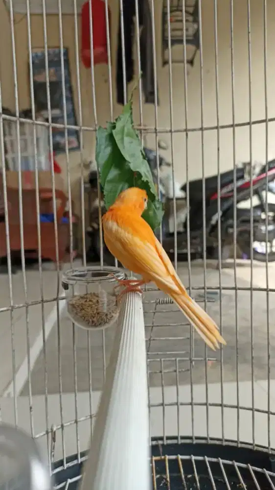 Kenari merlok gacor burja