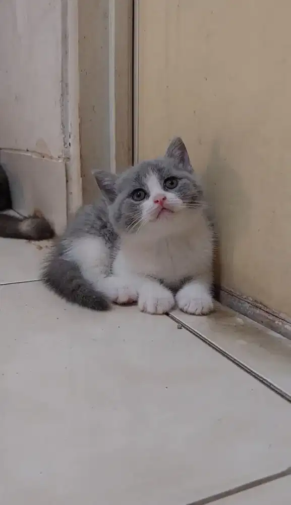 Kucing bsh kitten british shorthair bicolor blue