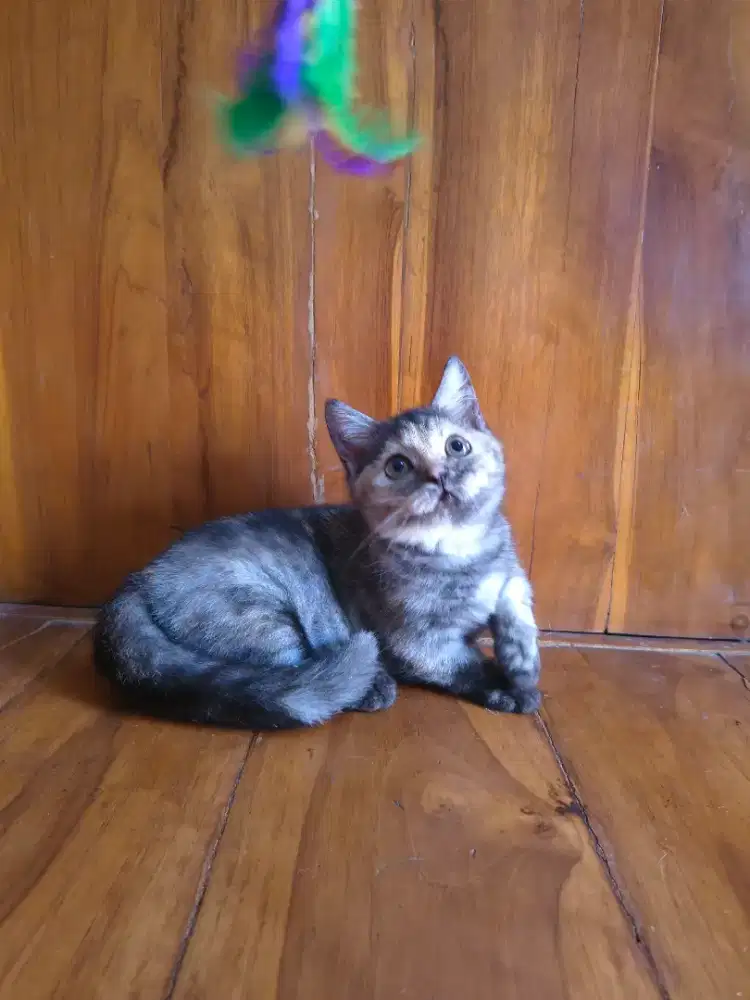 Lepas adopsi, kucing munchkin short hair, betina 2,5 bulan