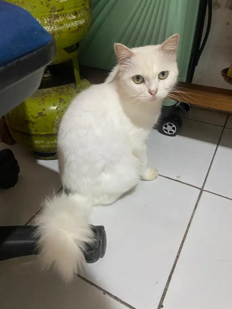 Free Open adopt kucing betina mix persia beserta anaknya