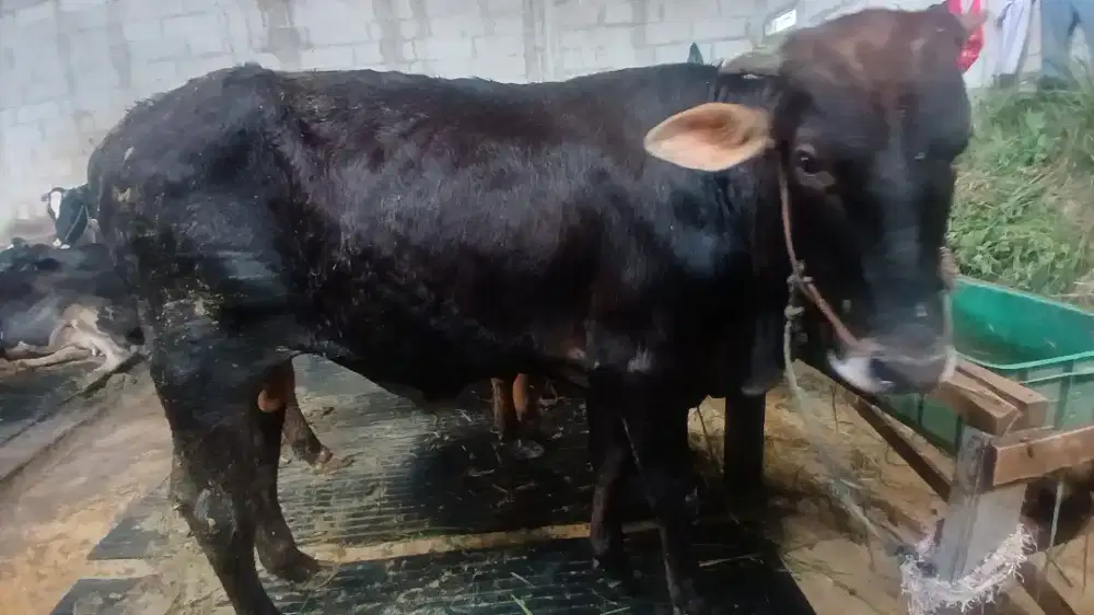 Jual hewan qurban 2026