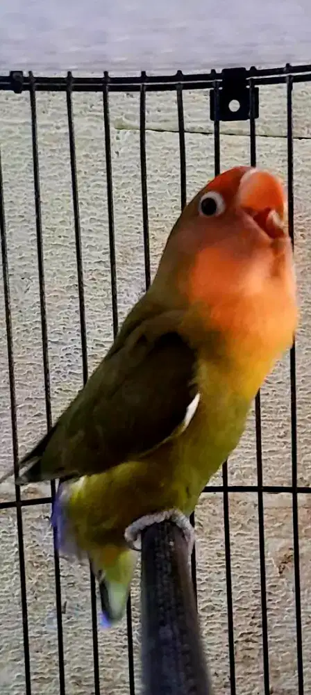 BURUNG LAKBET HOLLAND KLEP BIGG GACOR AKTIF CEREWET ISIAN