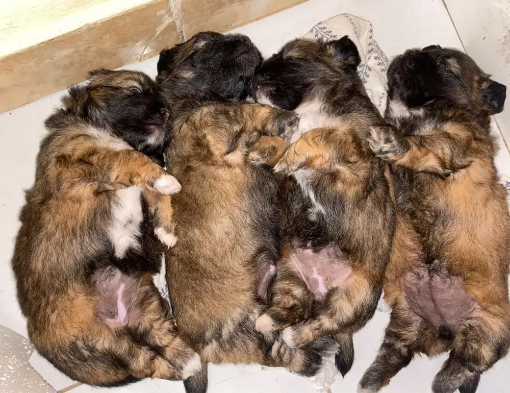 jual mini puppy dan anjing dewasa