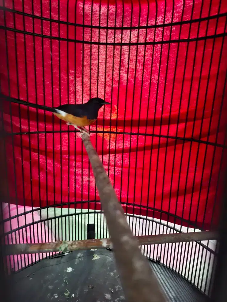 Burung. Murai ring ternak