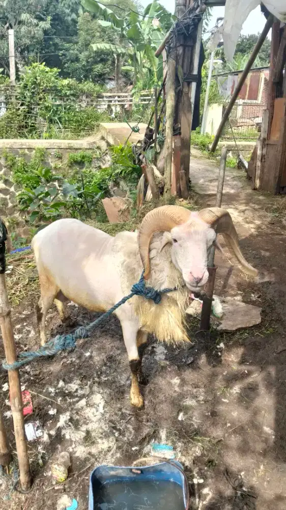 Menyediakan Hewan Qurban