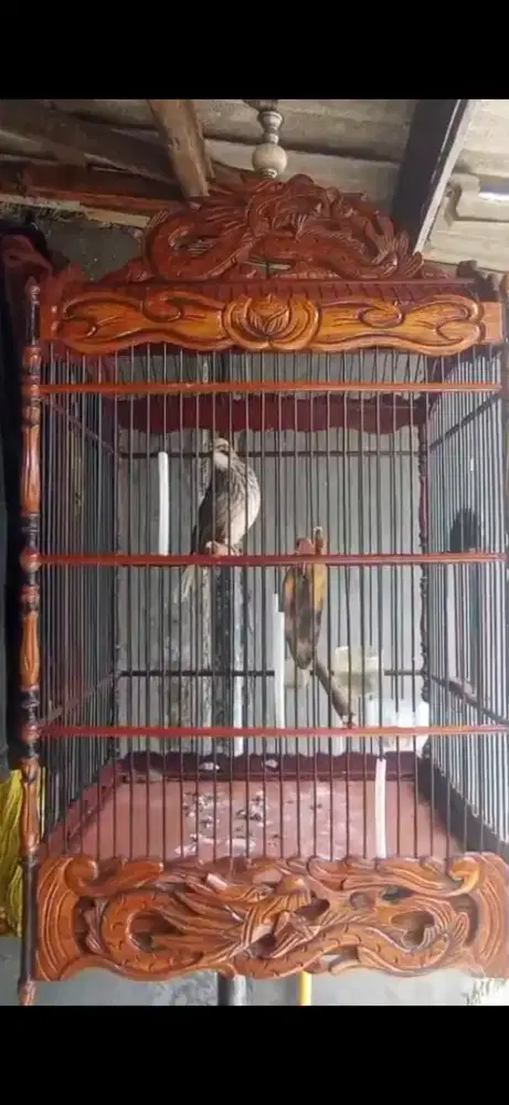 Burung cucak rowo