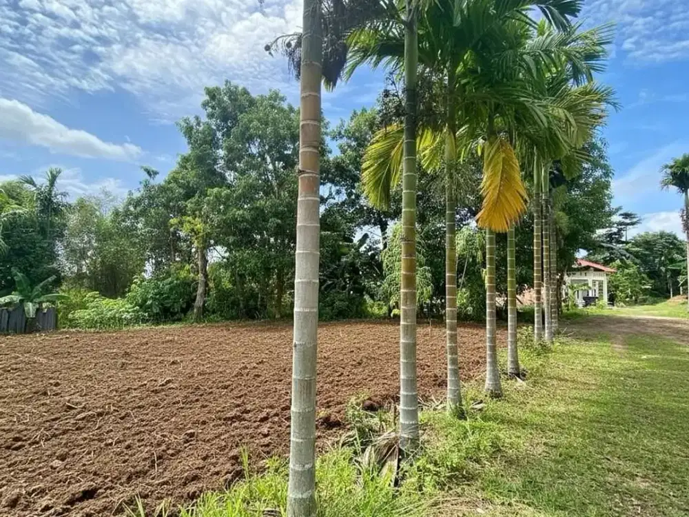 Tanah Bagan Pete 3 Tumbuk-an