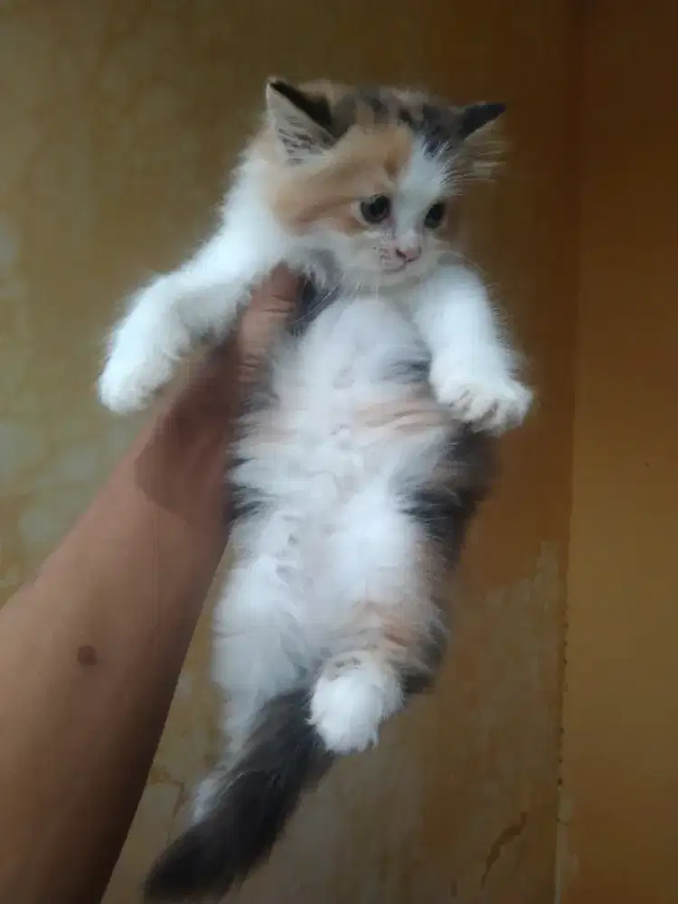 Perisa Calico 2 bulan betina
