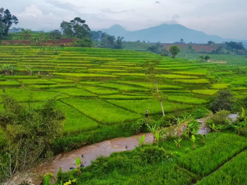 Dijual Murah Tanah Sawah 1731m2 Pinggir Sungai di Darangdan Purwakarta