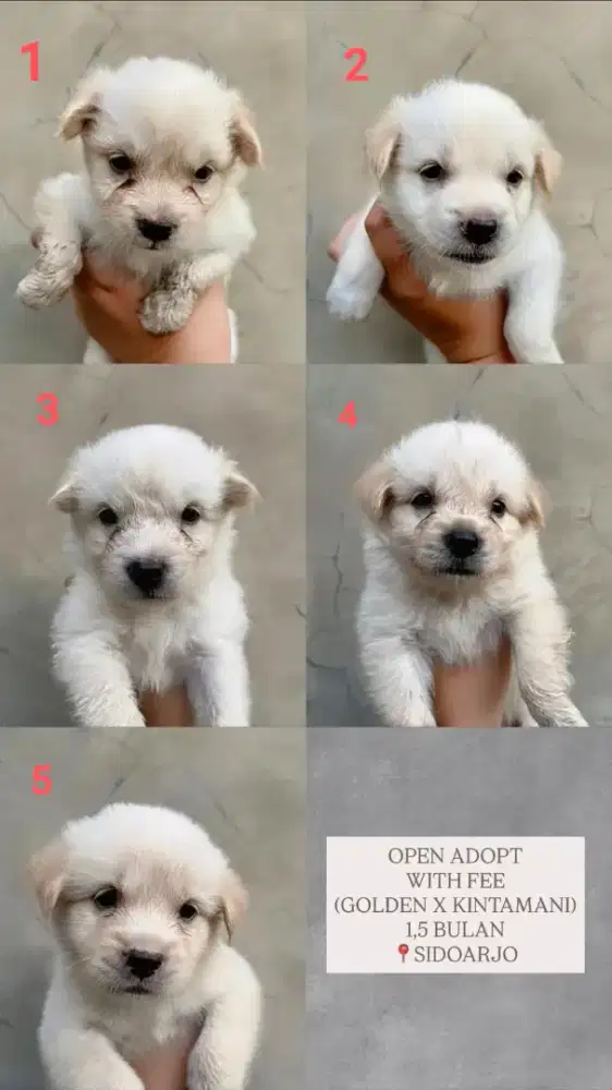 Anakan anjing golden x kintamani