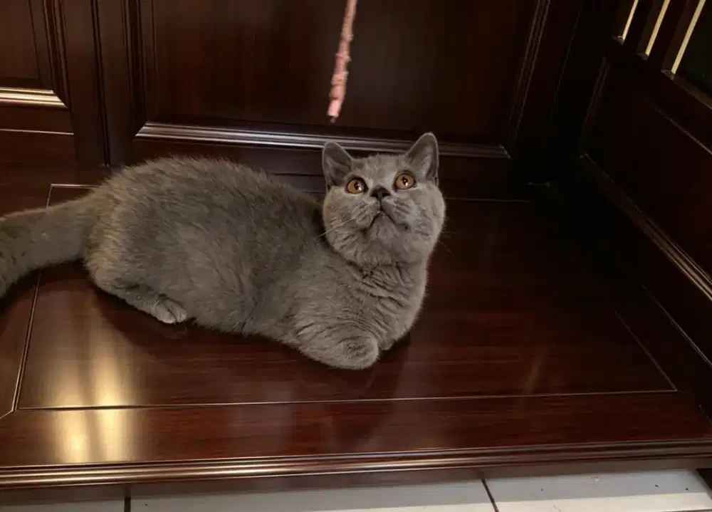 Bsh Munchkin  Betina
