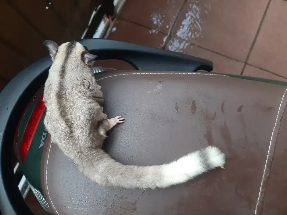 SUGAR GLIDER RINGTAIL BETINA