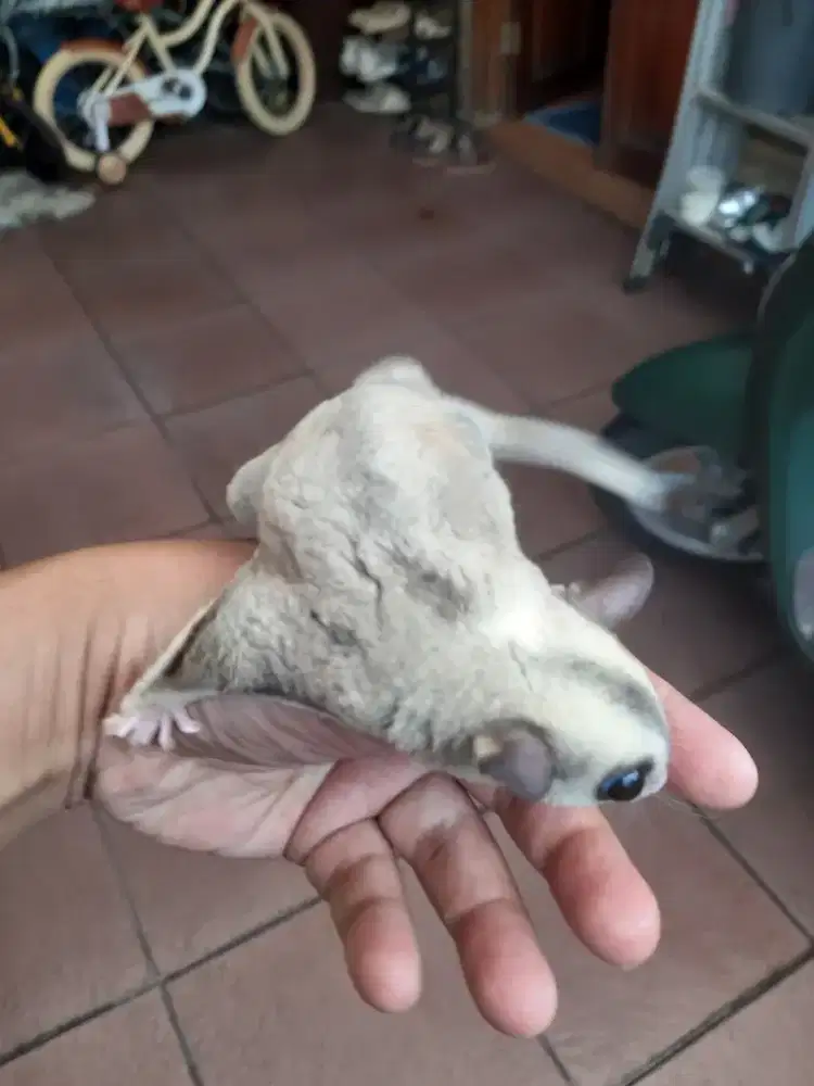 SUGAR GLIDER PLATMOZ RINGTAIL