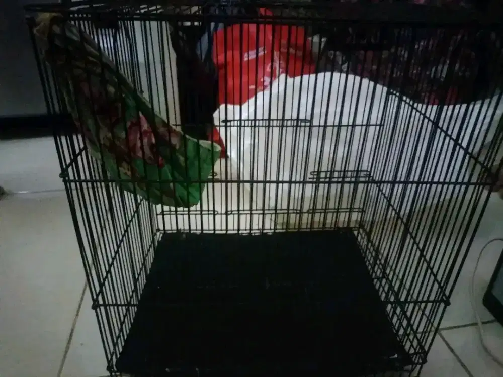 Kandang kucing bisa kelinci bisa apa ajah