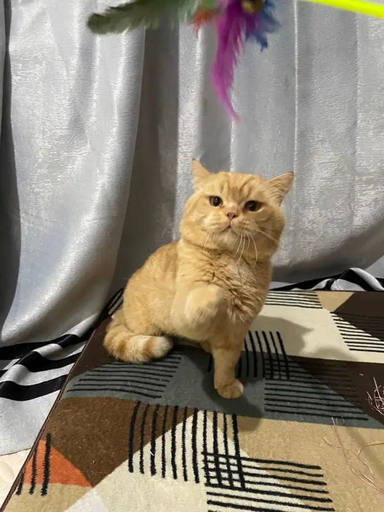 Bsh pejantan red