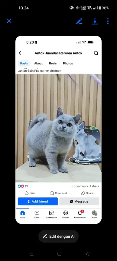 BSH Munchkin Scotish cinamon dll