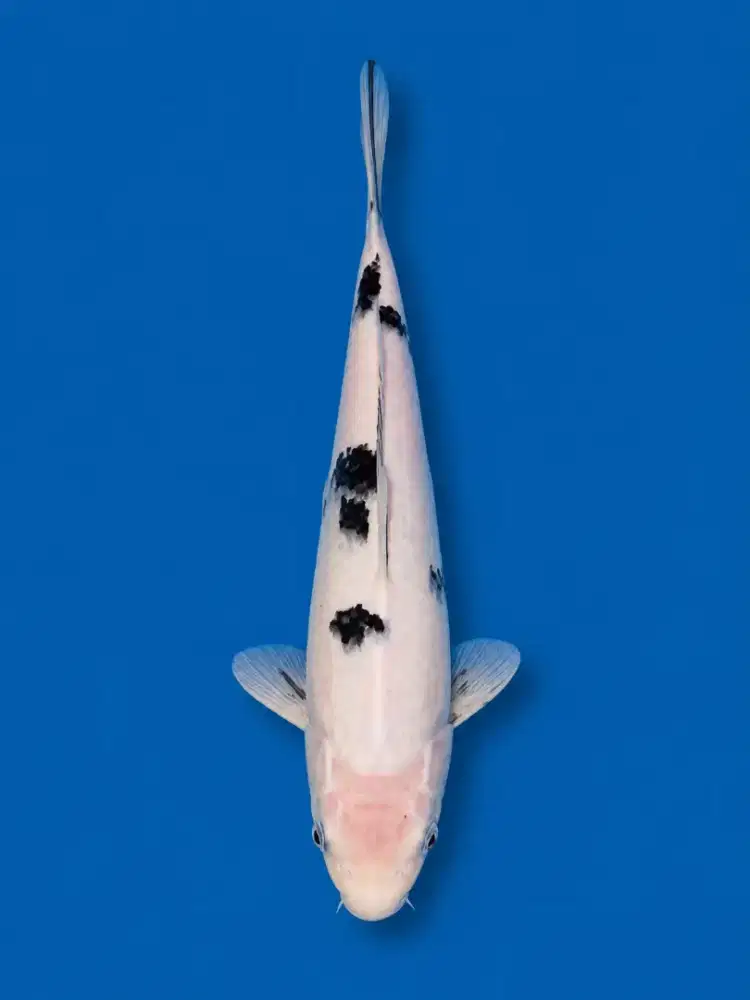 Koi Shiro Bekko