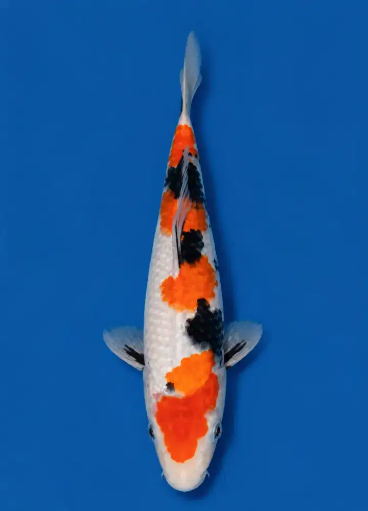 Koi Showa Tategoi