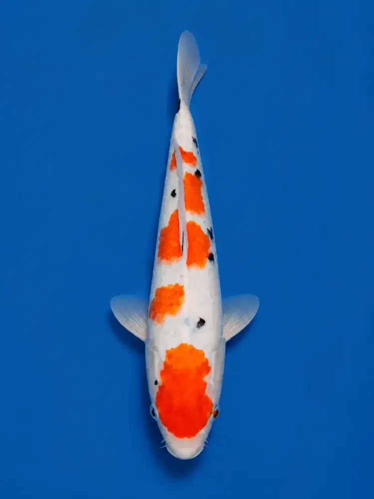 Koi Sanke Tsubosumi