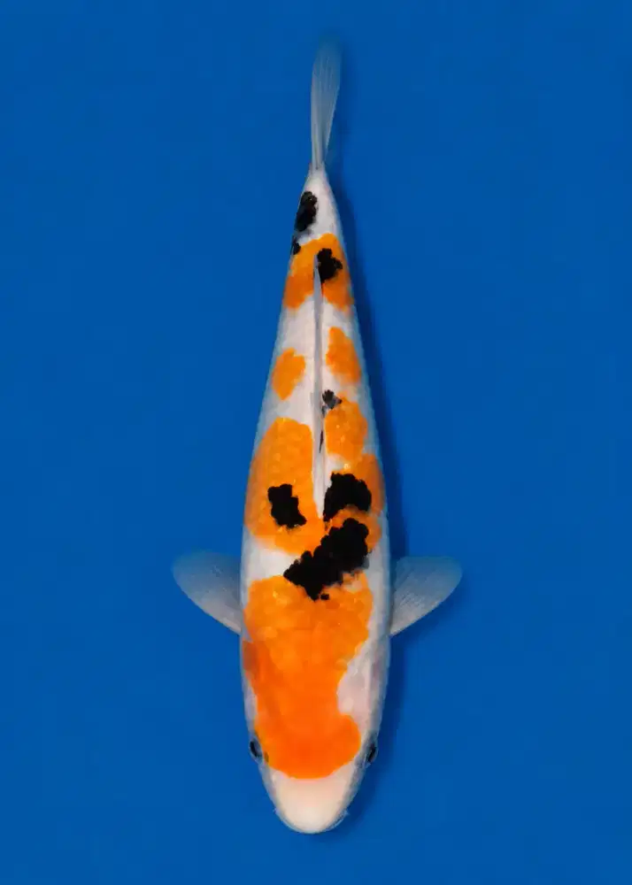 Koi Sanke Tategoi