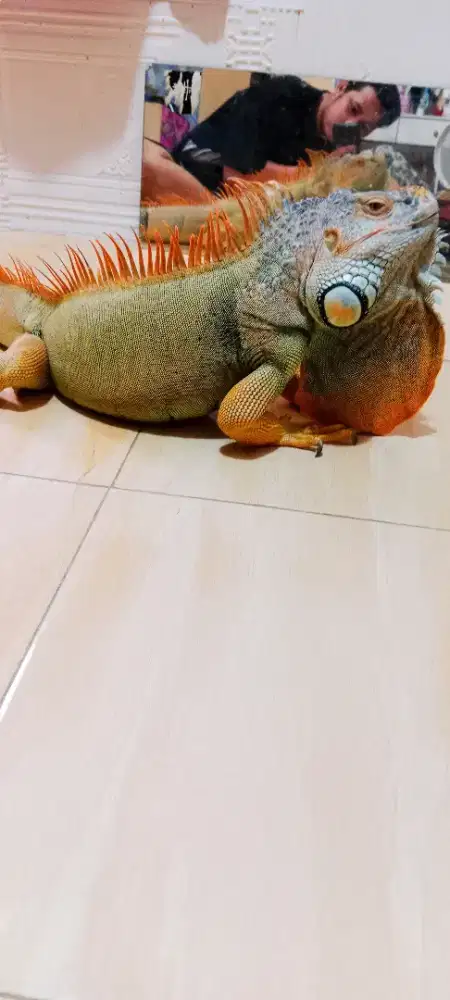Iguana jantan jumbo