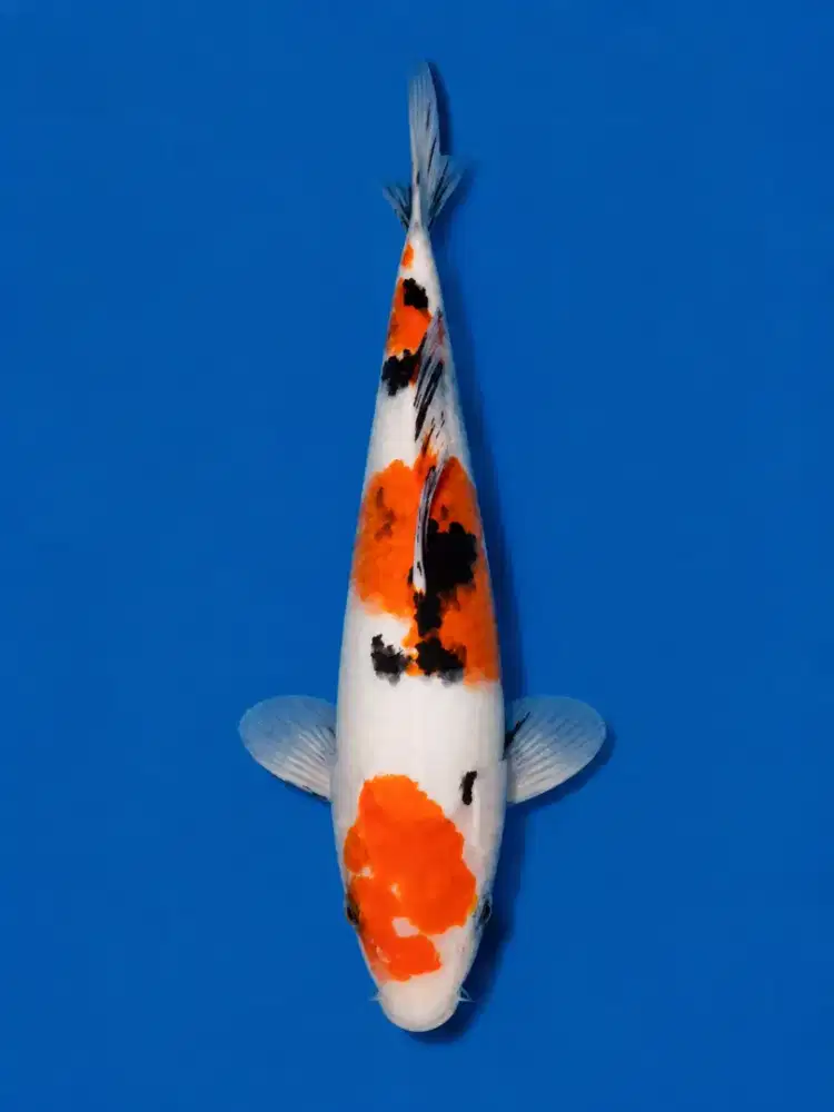 Koi Sanke 3 Step