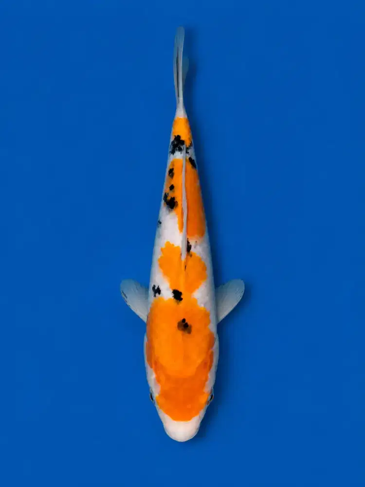 Koi Sanke Tategoi