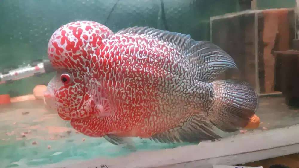 Ikan louhan cencu