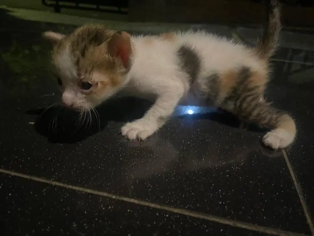 Free adop kitten cepat