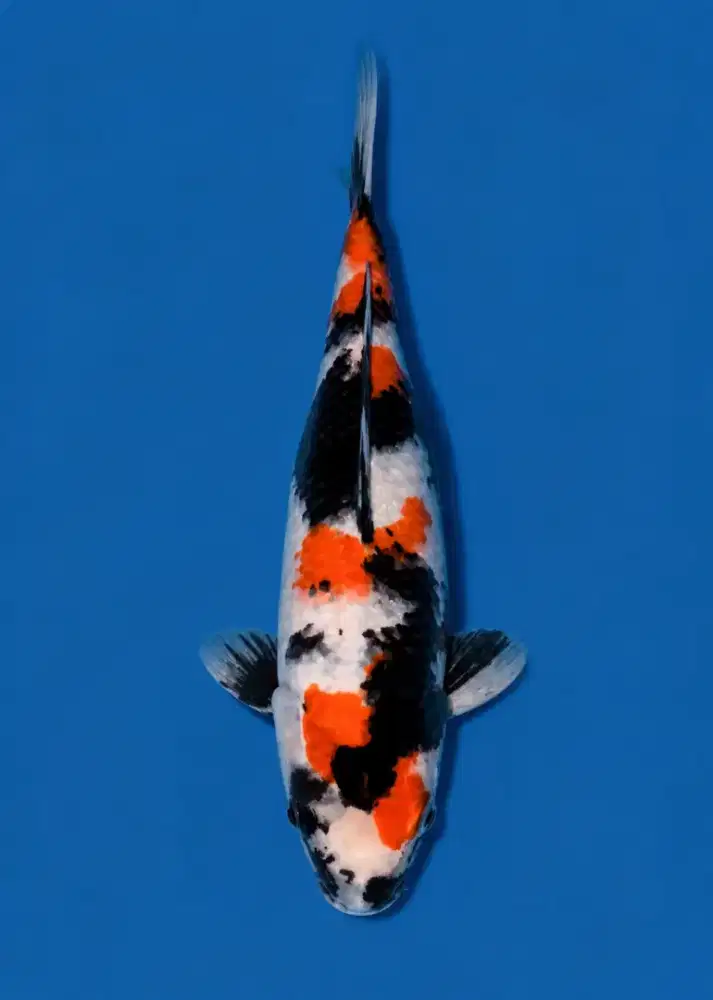 Koi Showa Original Pattern