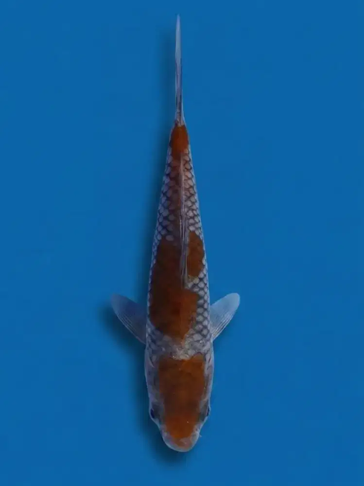 Koi Ochiba 3 Step