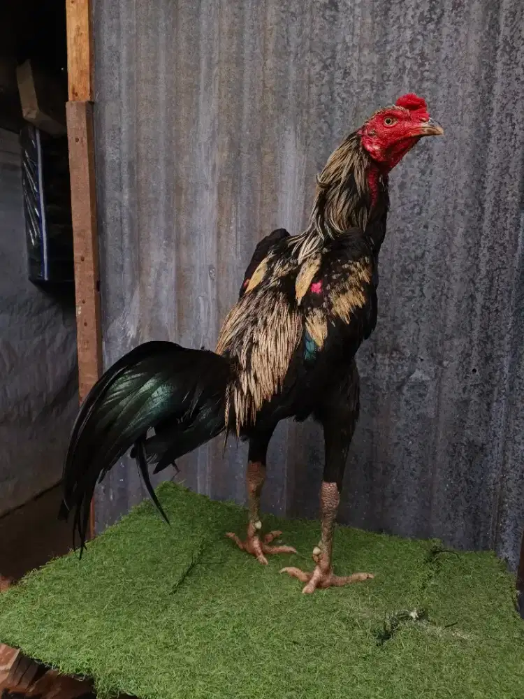 Ayam MANGON muda