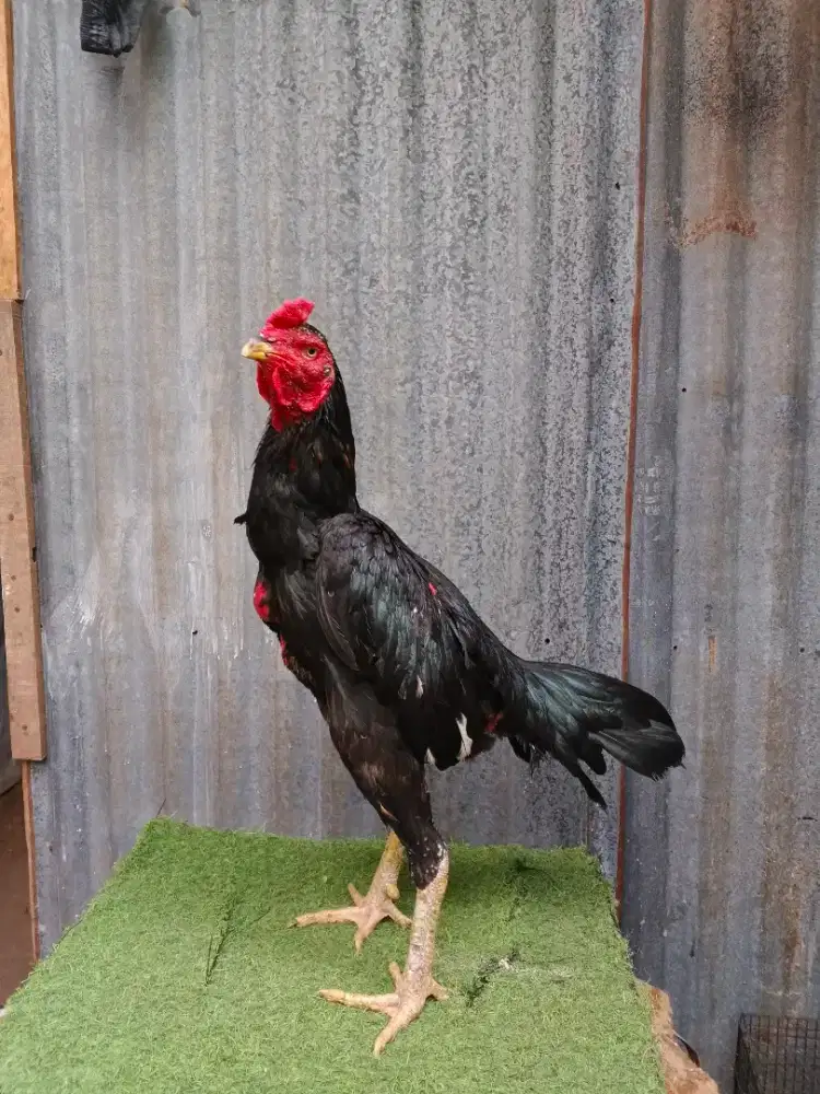 Ayam Bangkok bulbi
