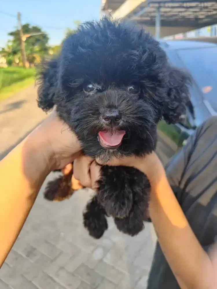 Ready poodle black jantan vaksin only