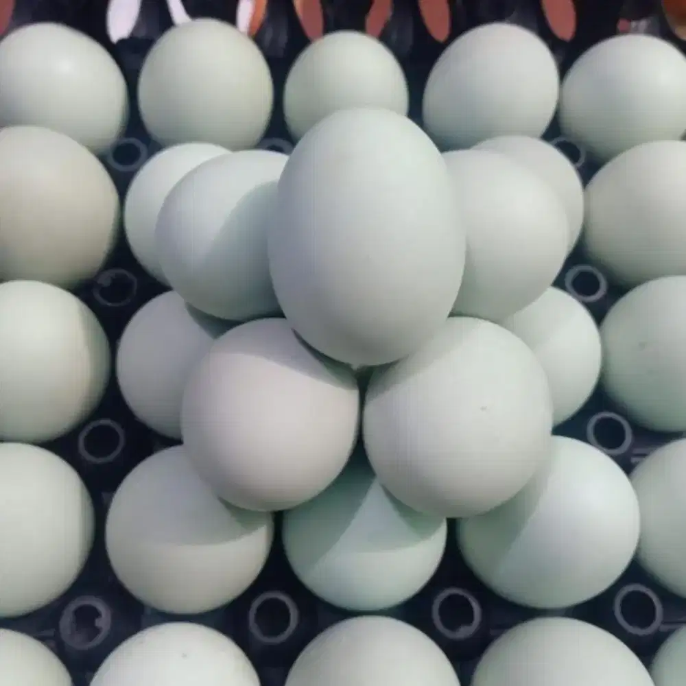 Telur asin masir