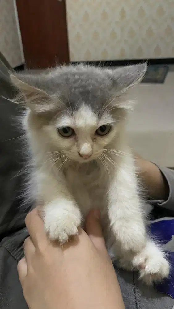 kucing anggora abu putih