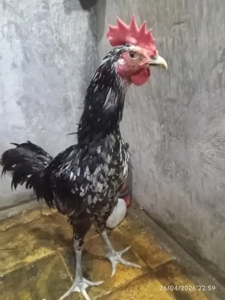 Pelung jajalon jumboan