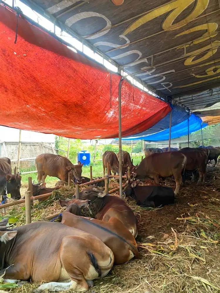Sapi bali pondok gede