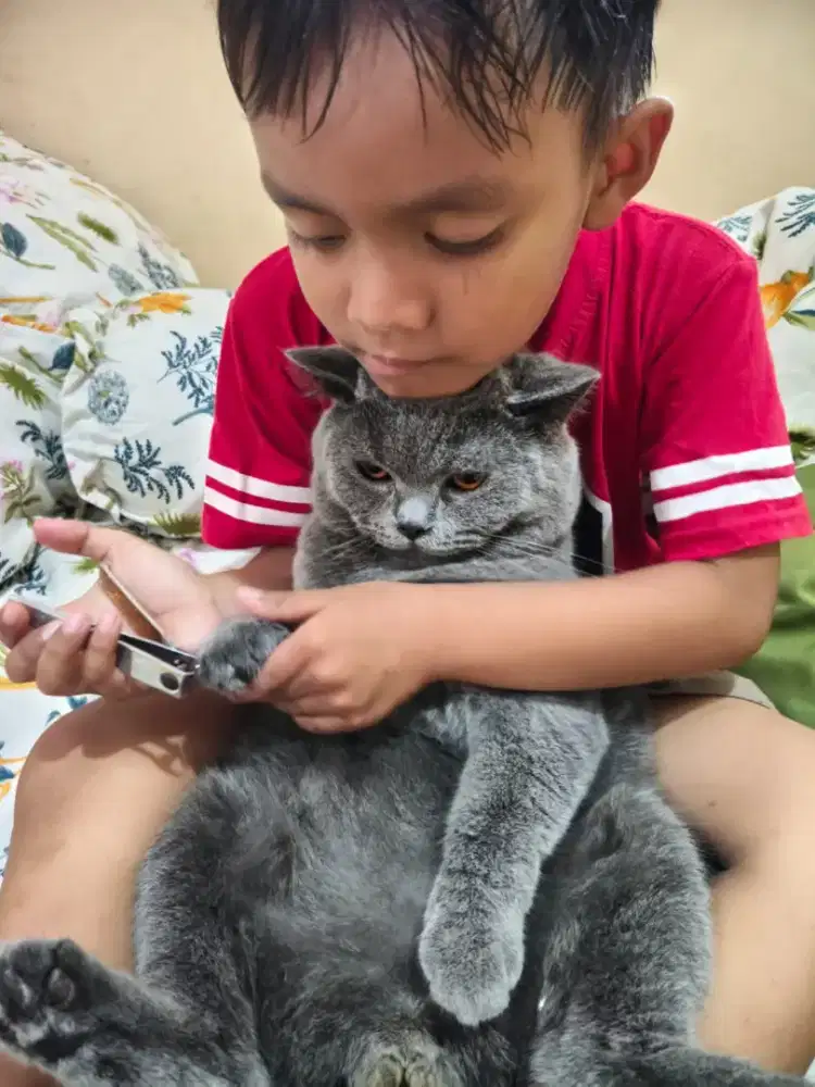 Kucing British short hair