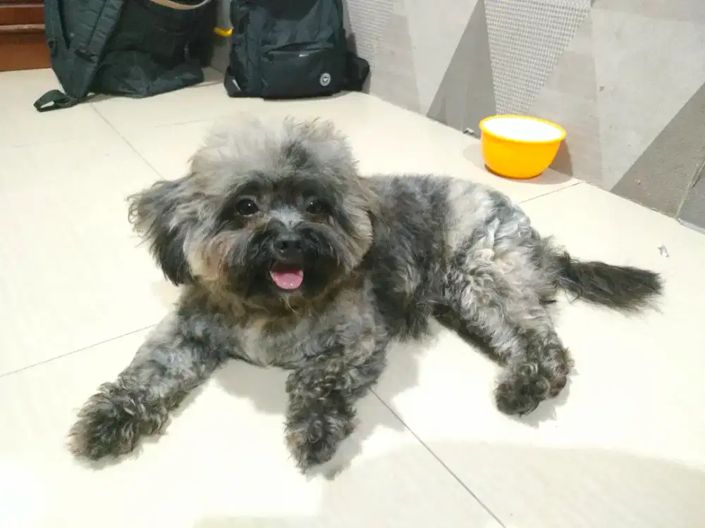 Tiny Poodle Betina Silver